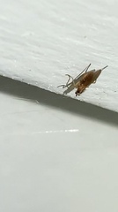 Lonchoptera bifurcata