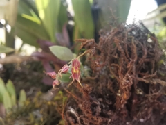 Lepanthes