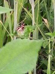 Chlosyne lacinia adjutrix