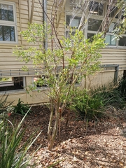 Leptospermum luehmannii
