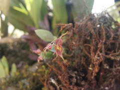 Lepanthes
