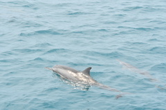 Stenella longirostris
