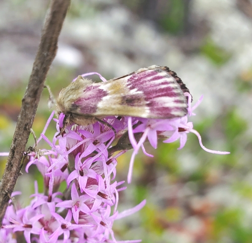 Bleeding Flower Moth photo 2