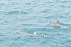 Stenella longirostris
