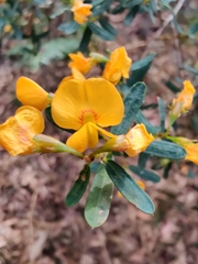 Pultenaea flexilis