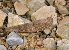 Sphingonotus rubescens