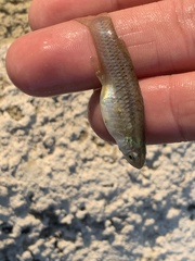 Poeciliidae