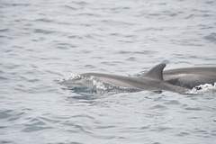Stenella longirostris