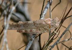 Sphingonotus rubescens