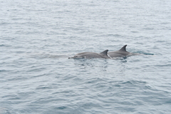 Stenella longirostris
