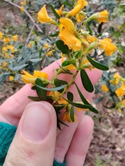 Pultenaea flexilis