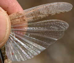 Sphingonotus rubescens