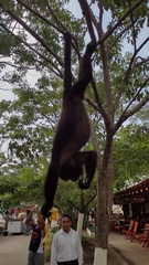 Alouatta pigra