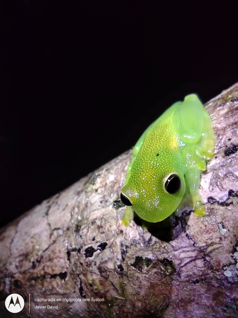 Ramirez's Cochran Frog