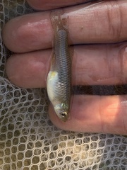 Poeciliidae