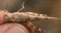 Sphingonotus rubescens