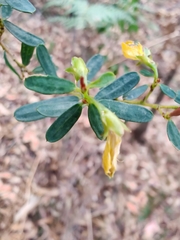 Pultenaea flexilis