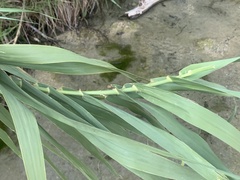 Arundo donax