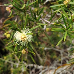 Melaleuca nodosa