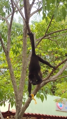 Alouatta pigra