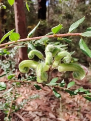 Grevillea mucronulata