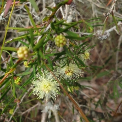 Melaleuca nodosa