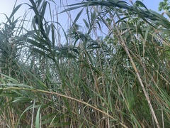 Arundo donax