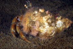 Cuthona nana