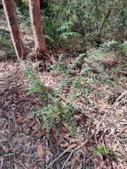 Grevillea mucronulata