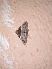 Pericyma cruegeri
