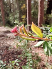 Grevillea mucronulata