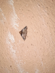Pericyma cruegeri