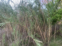 Arundo donax