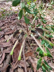 Grevillea mucronulata