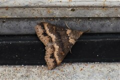 Renia discoloralis