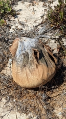 Calvatia booniana