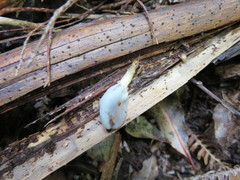 Clavogaster virescens