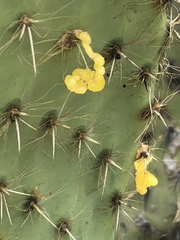 Opuntia pilifera