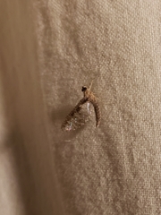 Callibaetis