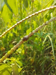 Eysarcoris ventralis