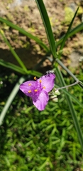 Tradescantia crassifolia
