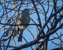 Pachycephala pectoralis