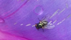 Chrysomya megacephala