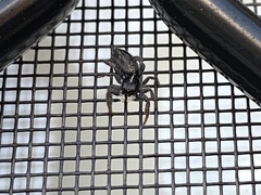 Holoplatys planissima