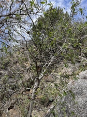Celtis reticulata