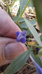Scutellaria siphocampyloides