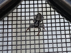 Holoplatys planissima