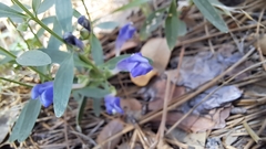 Scutellaria siphocampyloides