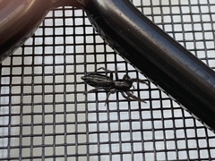 Holoplatys planissima