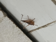 Conocephalus maculatus